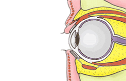 下瞼・眼球周辺の解剖