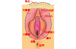 外性器の外観