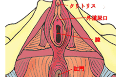 解剖学的に見れば