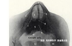 鼻中隔軟骨の軟線レントゲン