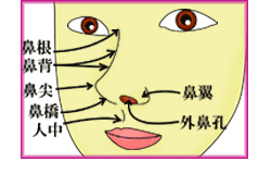 隆鼻術の材料は、どこに入れるか？